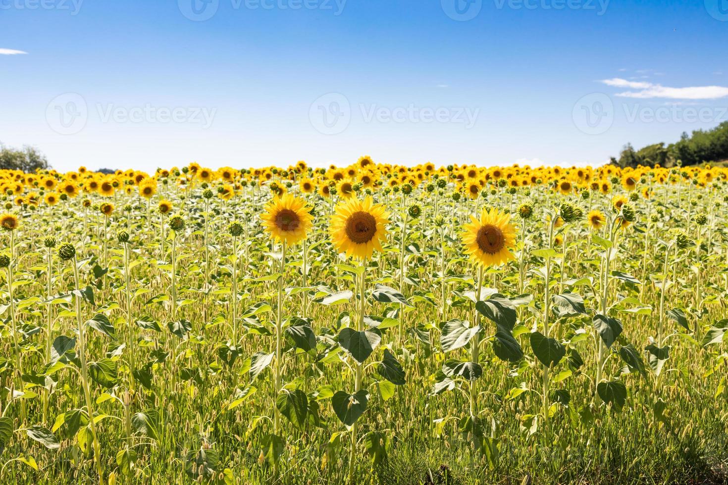 zonnebloemen veld in italië. schilderachtige platteland in Toscane met blauwe lucht. foto