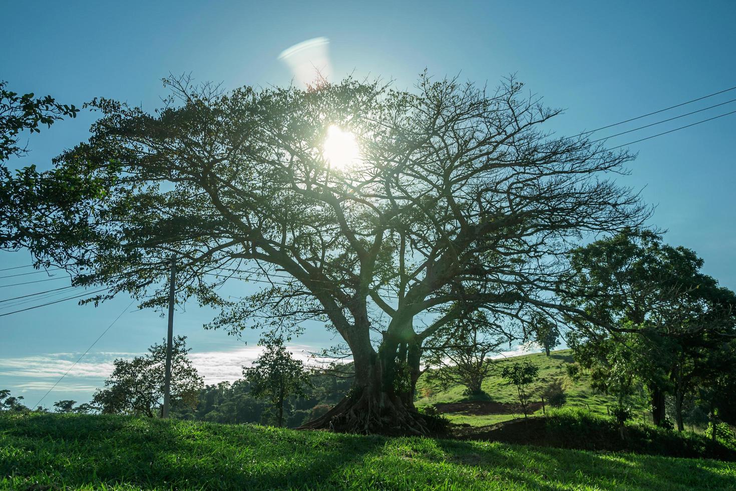 lommerrijke boom silhouet met zonlicht dat door takken komt, op een helling bedekt door groene weide in de buurt van pardinho. een klein landelijk dorp op het platteland van de staat Sao Paulo. foto