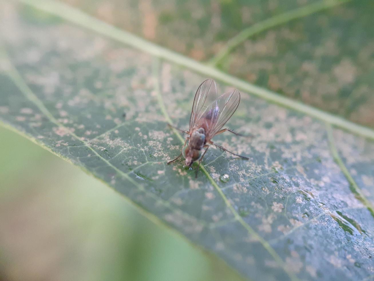 close-up van insect op het blad met onscherpe achtergrond foto