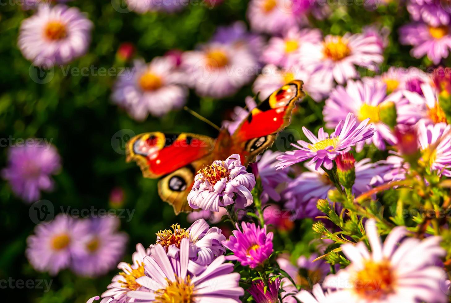 fotografie naar thema prachtige zwarte vlinder monarch foto