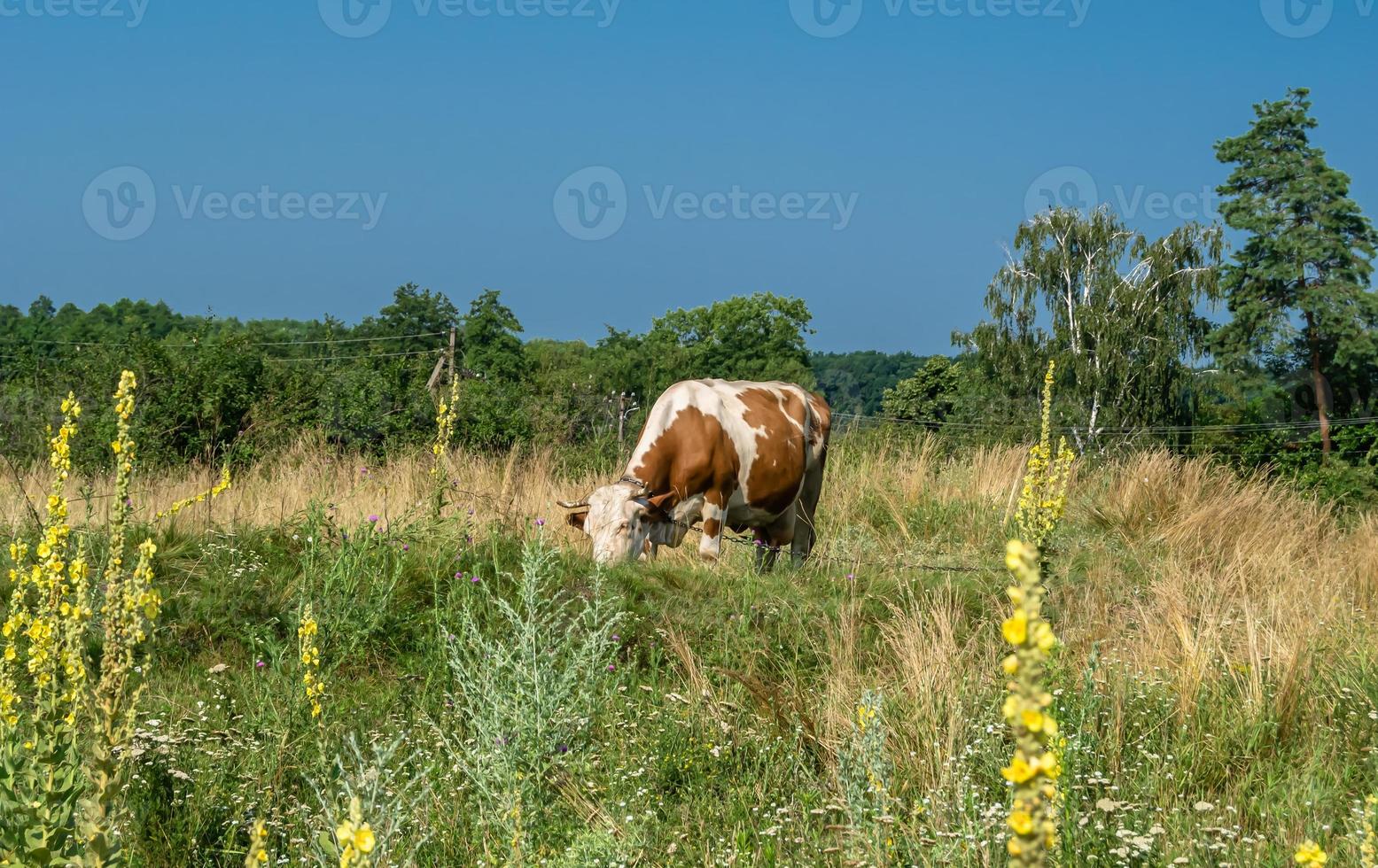 fotografie op thema mooie grote melkkoe foto