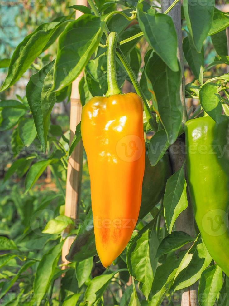 gele paprika groente foto