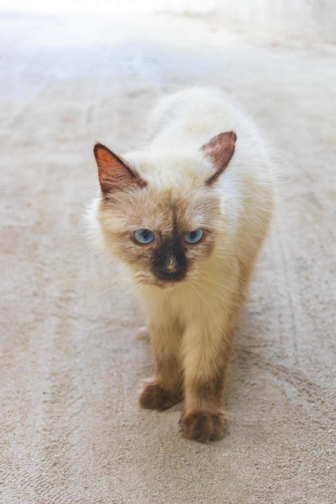 pluizige schattige witgrijze kat met helderblauwe ogen maldiven. foto