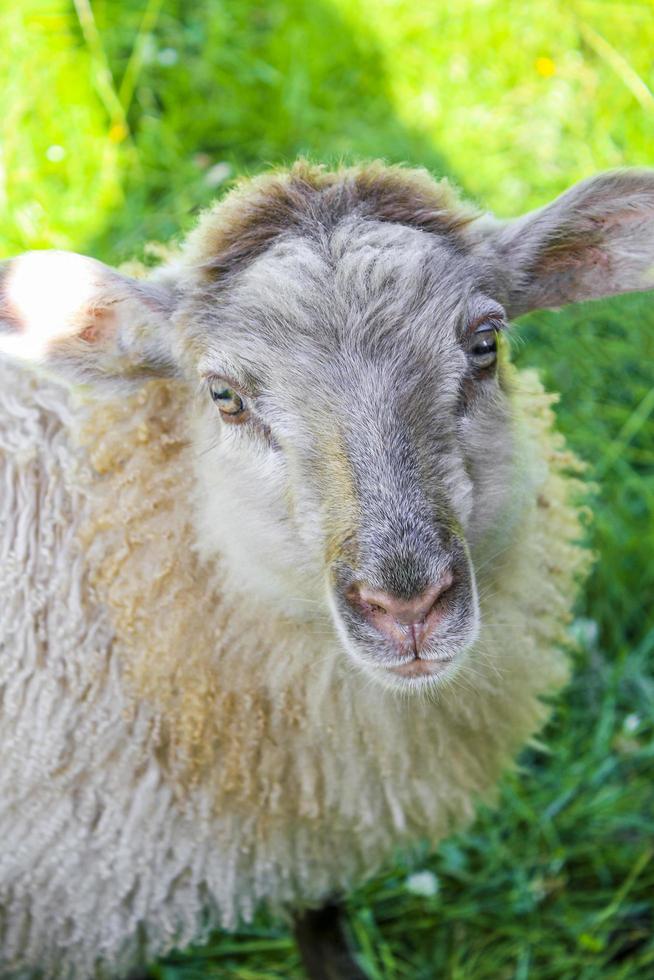 schattige bruine wollige schapen in de weide, hemsedal, viken, noorwegen. foto