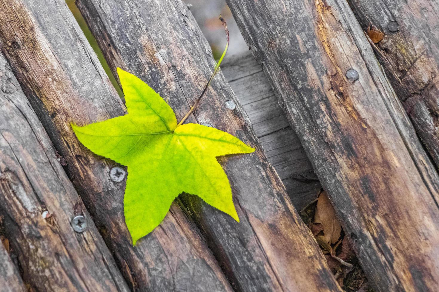 groen verlof op houten grond brug textuur in rhodos griekenland. foto