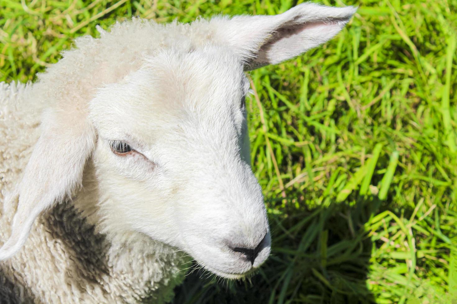 witte wollige schapen in weide hemsedal, viken, noorwegen foto