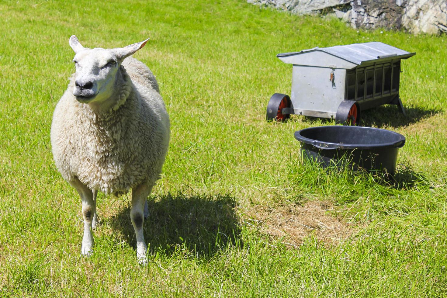 witte wollige schapen in weide, hemsedal, viken, noorwegen foto