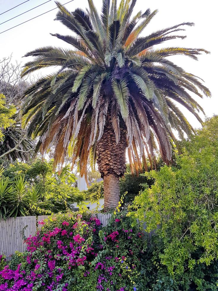 prachtige Zuid-Afrikaanse tuin met palmbomen, Claremont, Kaapstad. foto