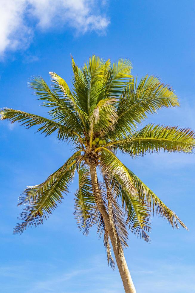 tropische palmboom met blauwe lucht playa del carmen mexico. foto