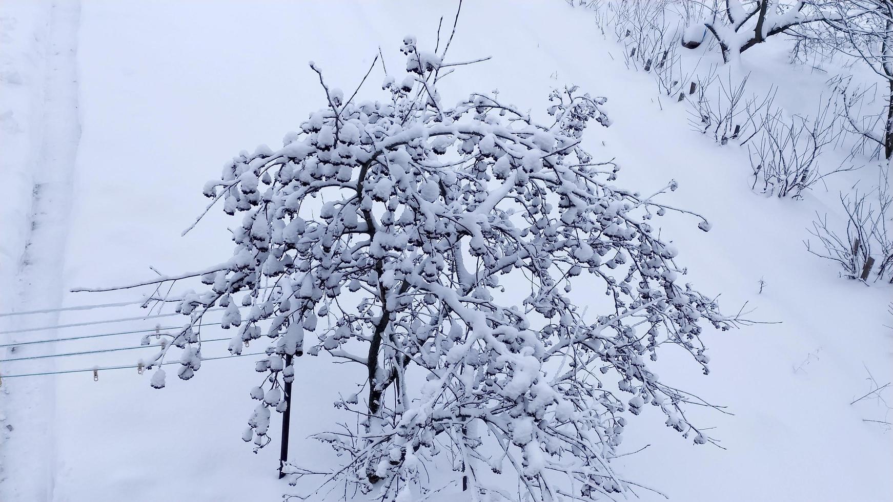lijsterbes in de sneeuw. platteland in de winter. pittoresk besneeuwd winterlandschap. foto