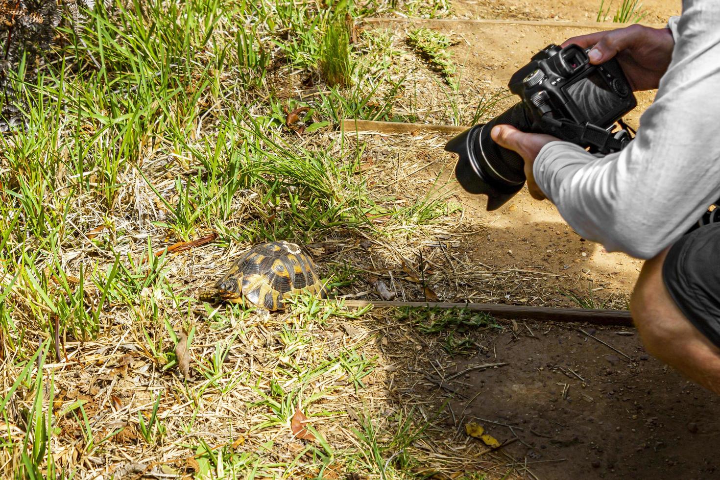 fotograaf fotografeert schildpad in kirstenbosch, kaapstad. foto