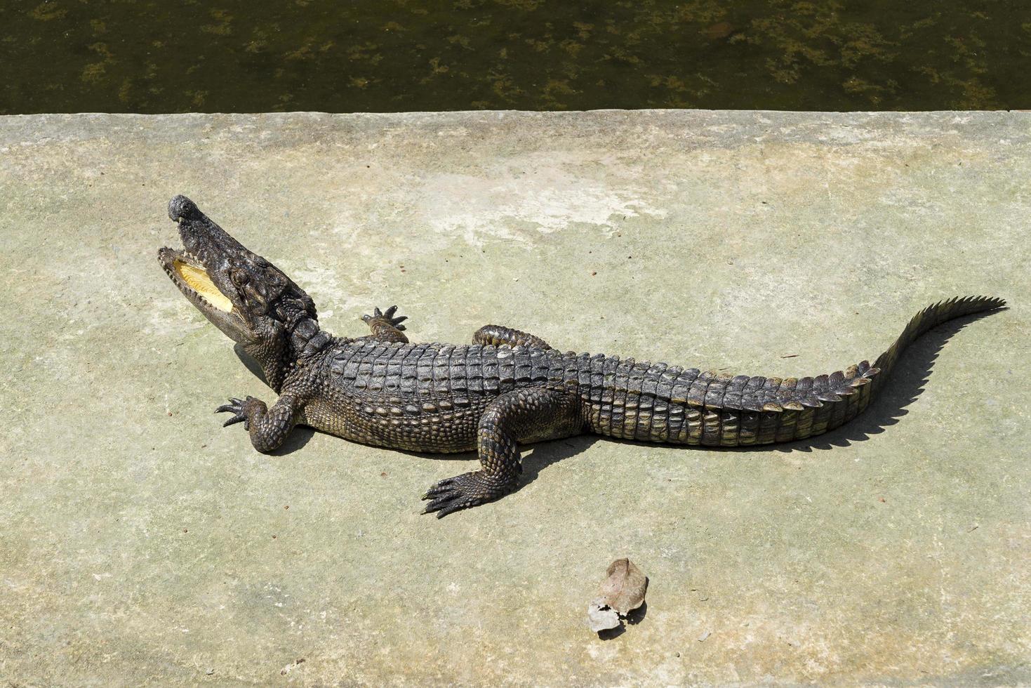 krokodil in de zon. foto