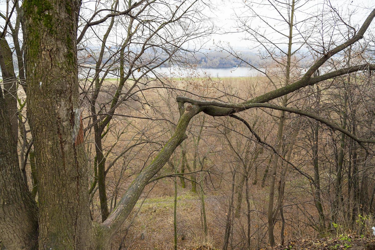 de bomen en heuvels. foto