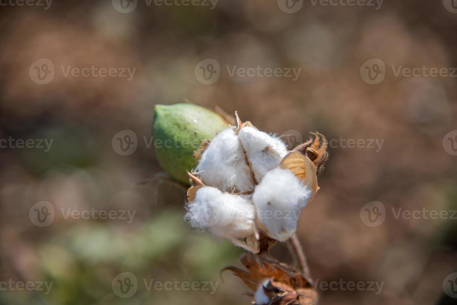 katoen boerderij veld, close-up van katoenen ballen en bloemen. foto