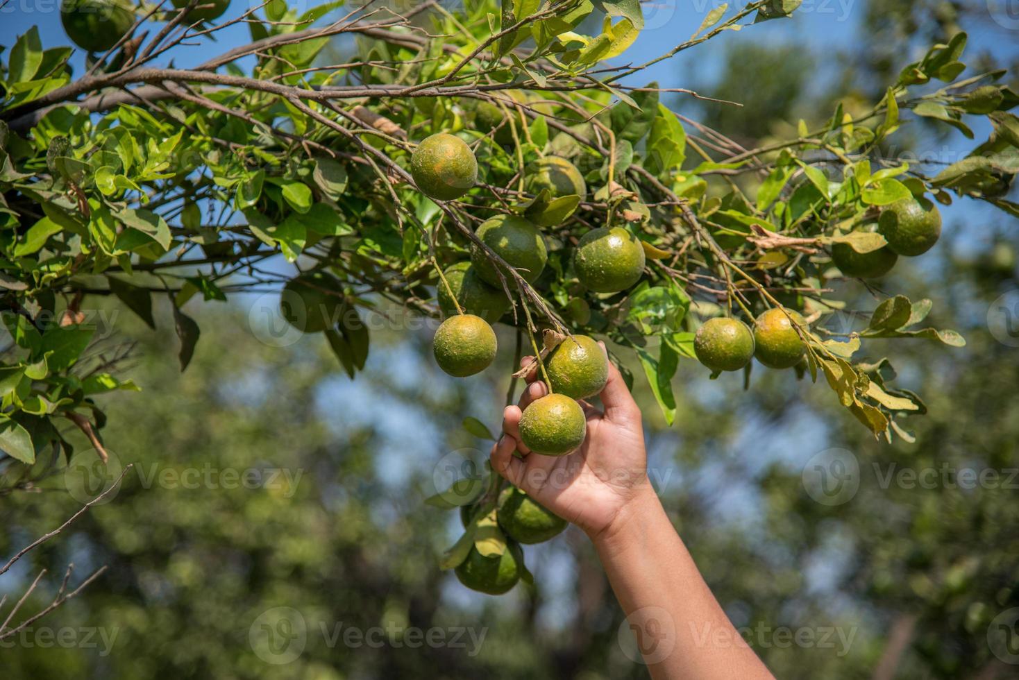 jong boerenmeisje dat zoete sinaasappels van bomen in handen houdt en onderzoekt. foto