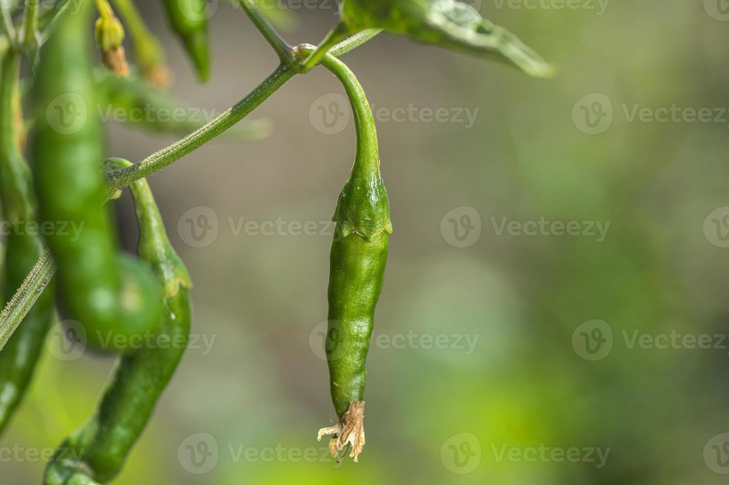groene biologische chili peper op jonge plant op boerderij veld, oogst concept. foto