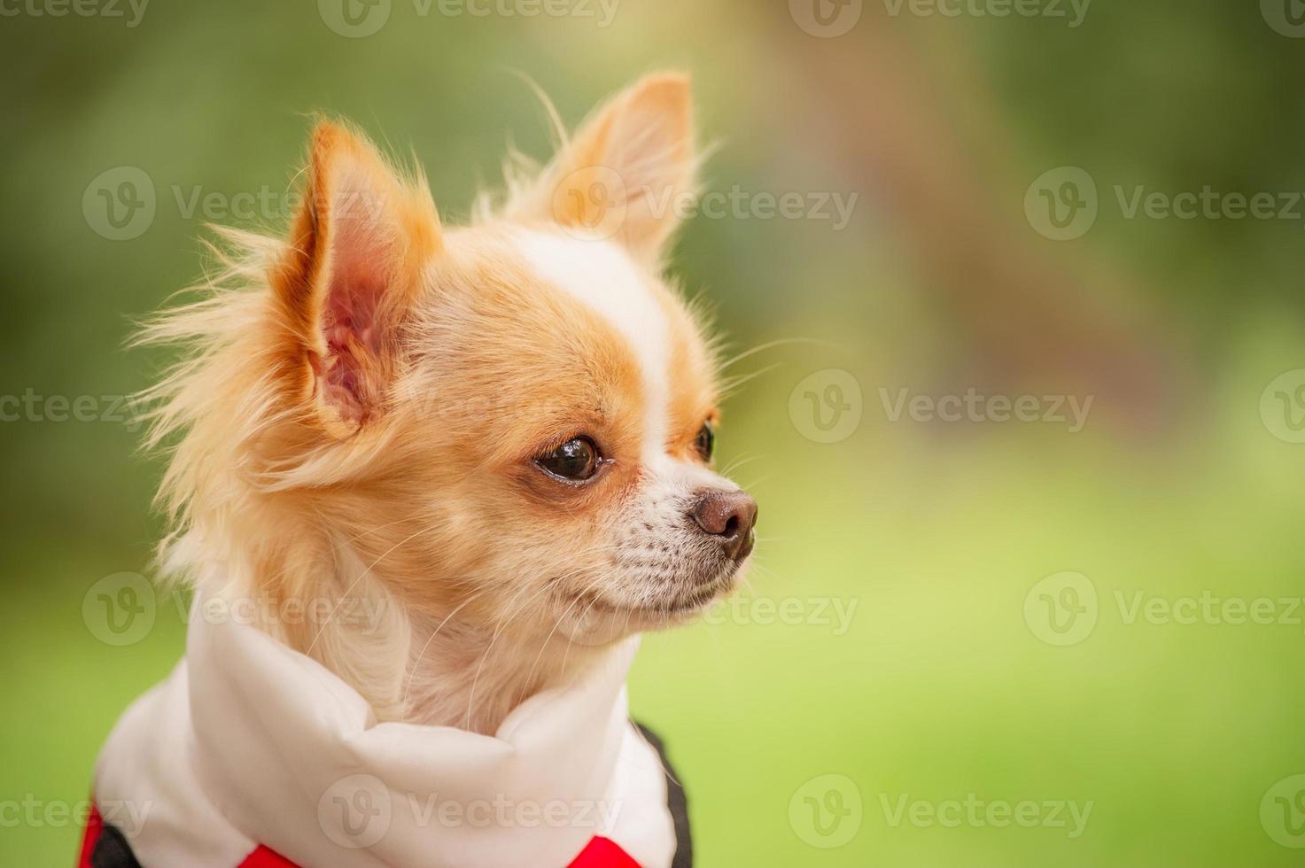 een langharige chihuahua van wit-rode kleur in een vest. dier. foto