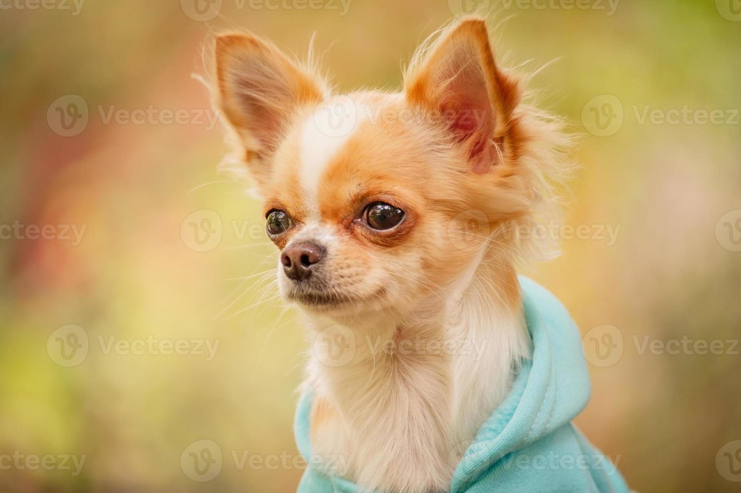 dier. chihuahua hond in kleding. schattig huisdier. foto