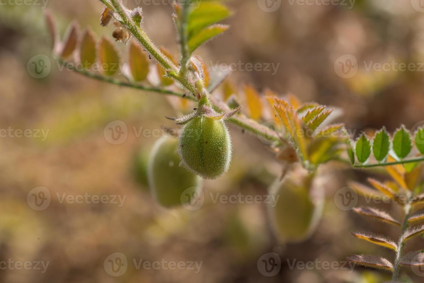 kikkererwten pod met groene jonge planten in het veld van de boerderij, close-up. foto