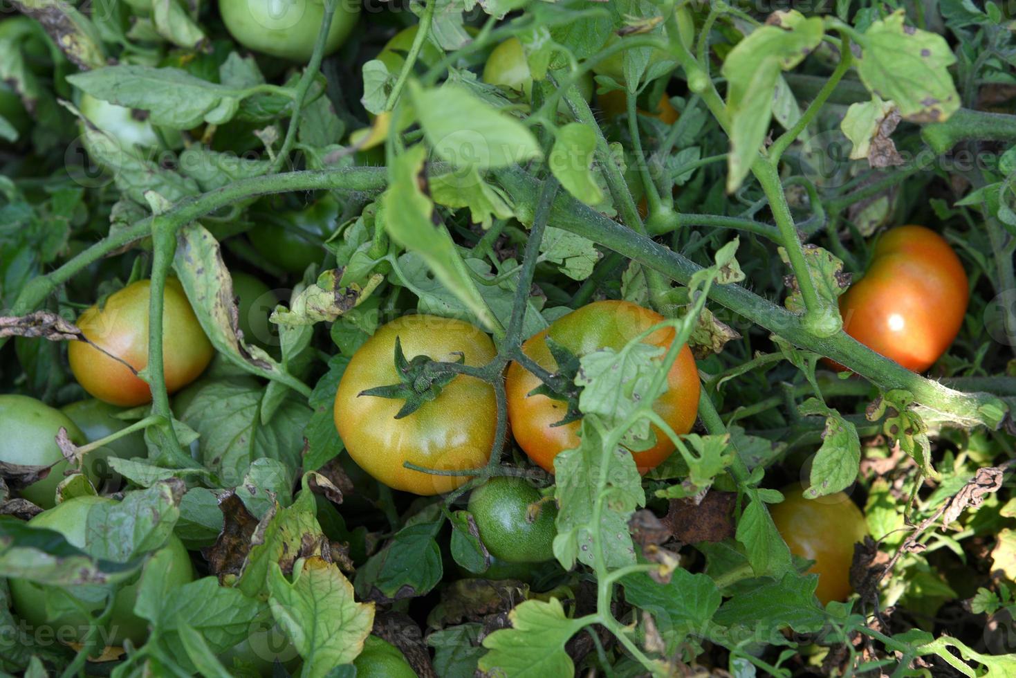 verse tomatenplant in biologische boerderij foto