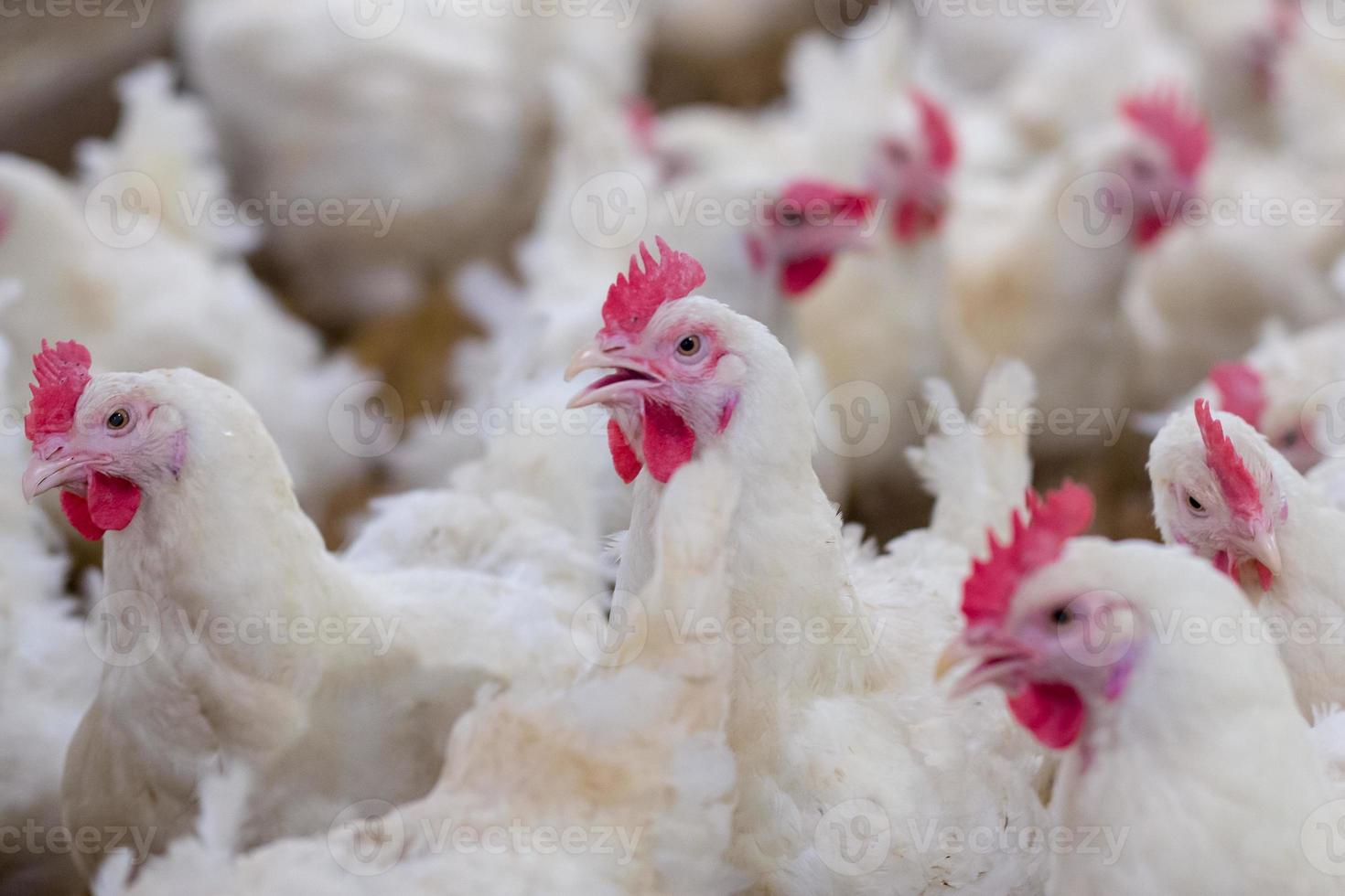 pluimveevleeskuikenbedrijf met een groep witte kippen in een moderne woonboerderij. foto