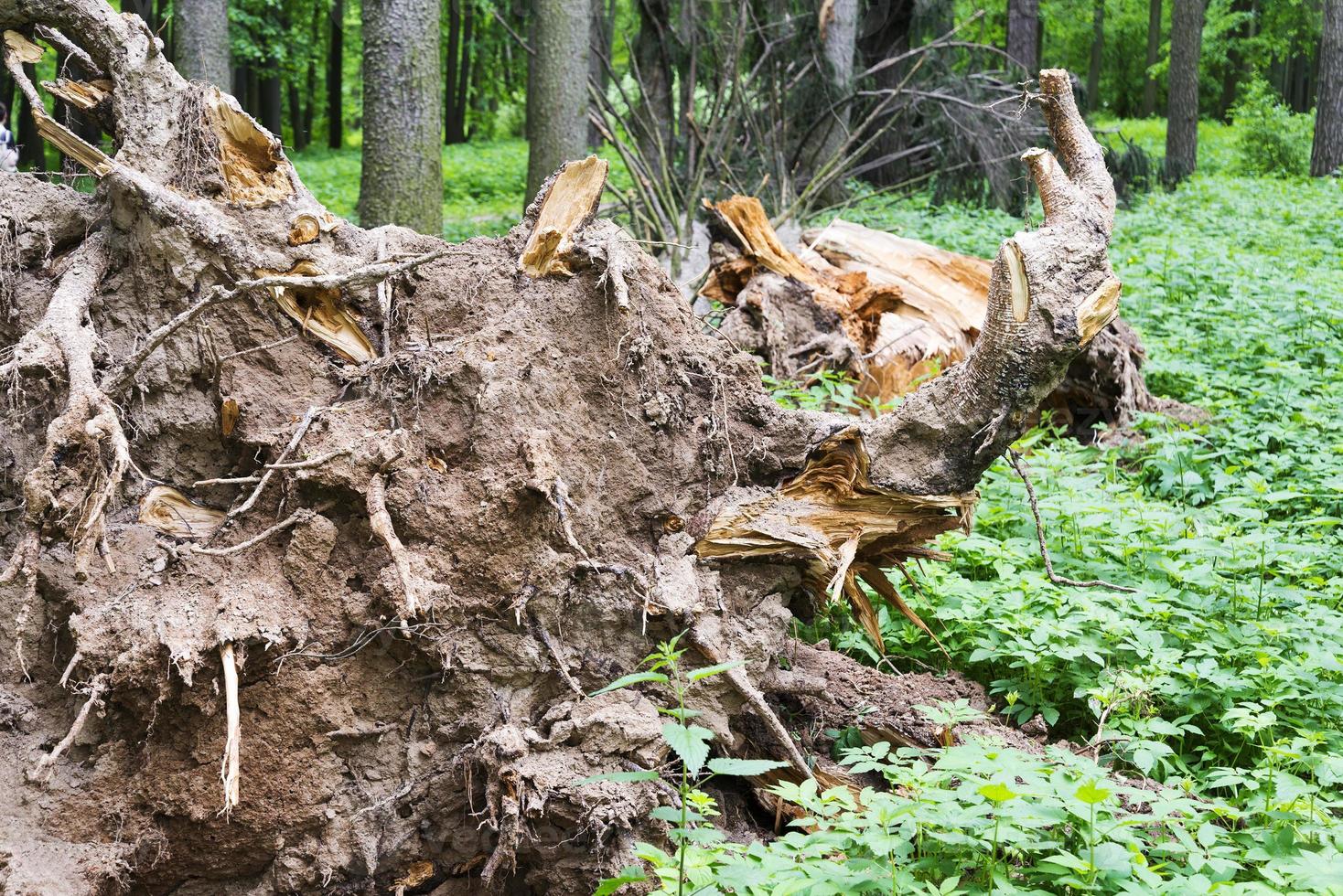 een omgevallen boom in het bos na de orkaan. foto