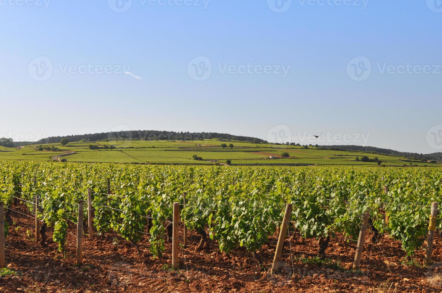 wijngaard planten panorama foto