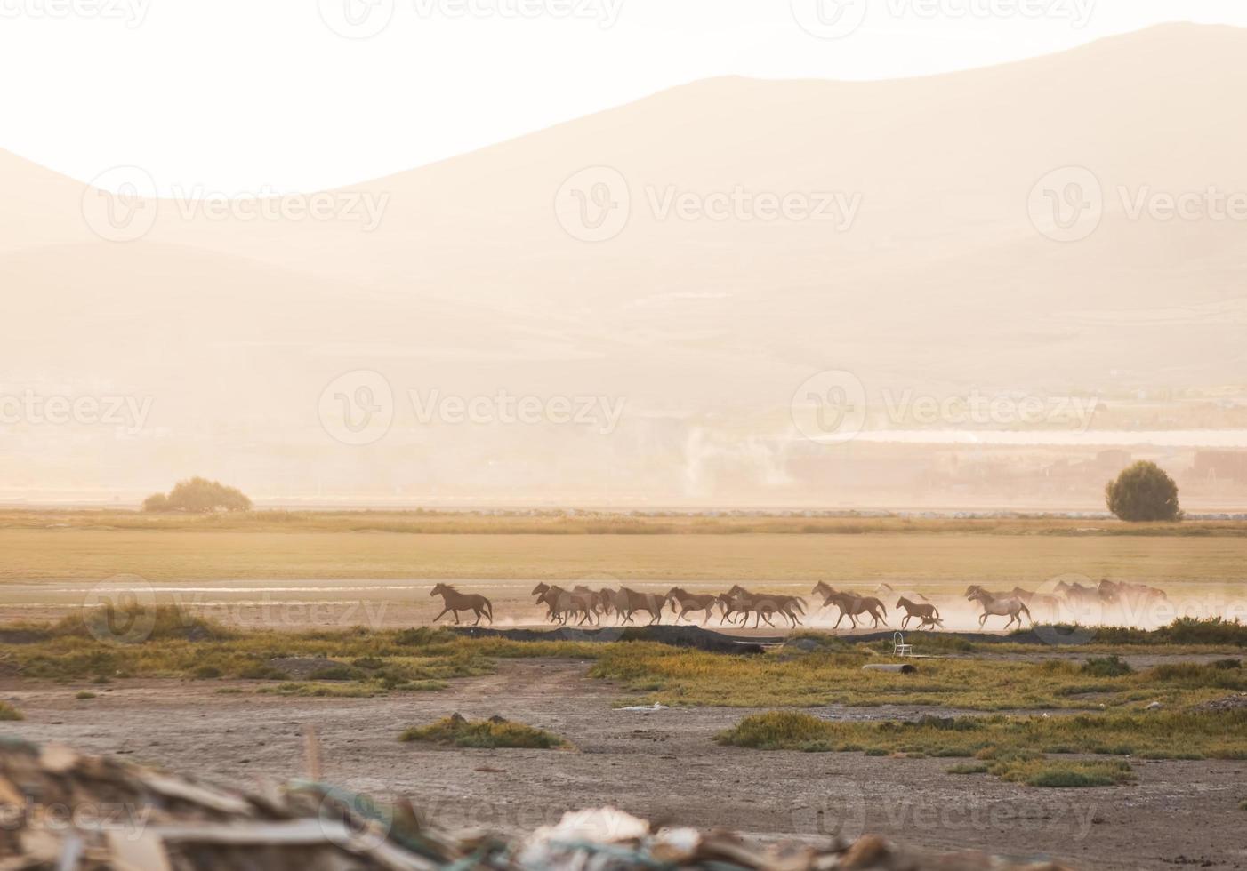 wilde paarden yilki rennen in weide veld vrij buiten in de natuur, Keyseri, Turkije foto