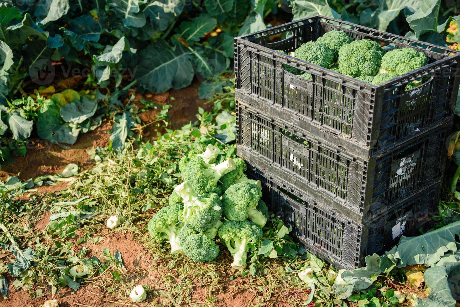 verse broccoli groeien in de biologische tuin foto