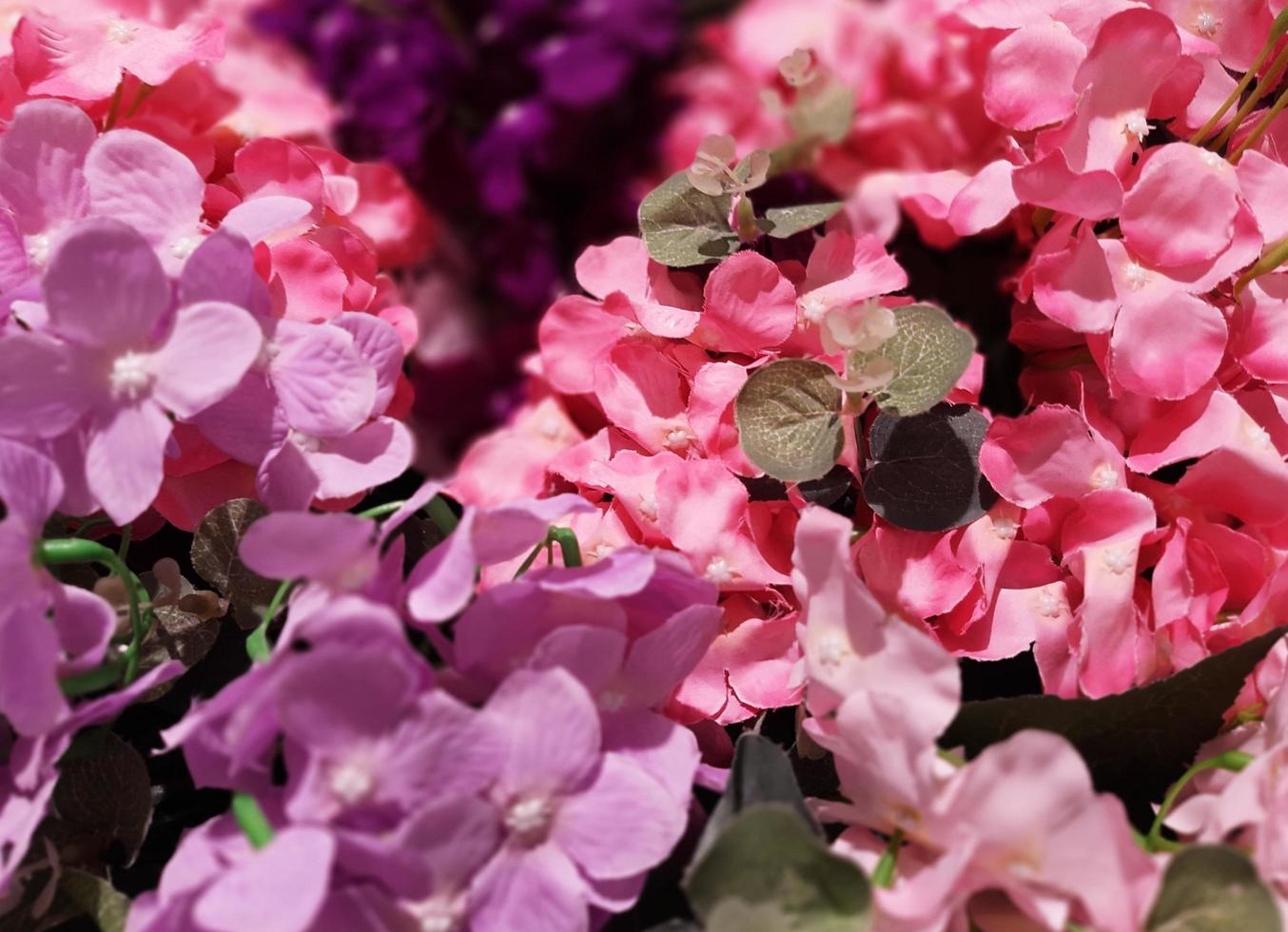 mooie bloemen in de tuin - afbeelding foto