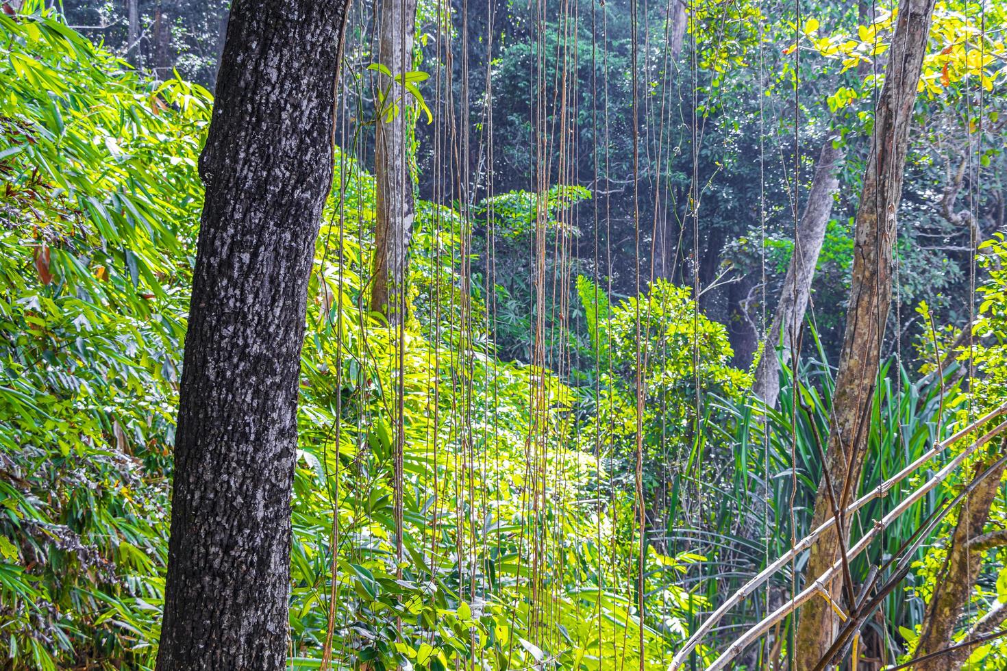 wandelen natuurpad in tropisch jungle bos lamru nationalpark thailand. foto