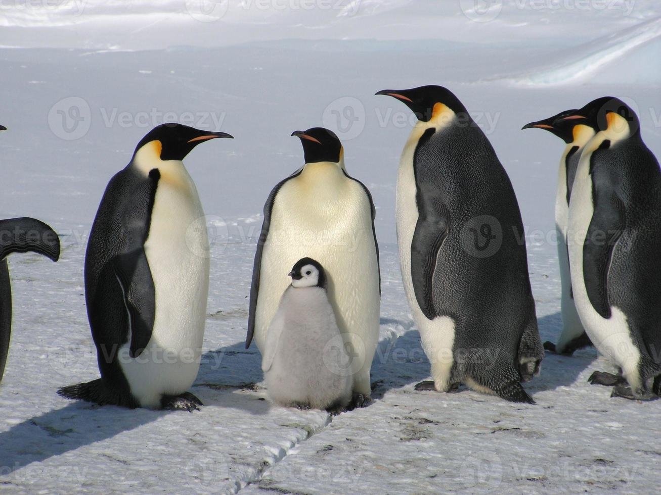 keizerspinguïns in het ijs van antarctica foto