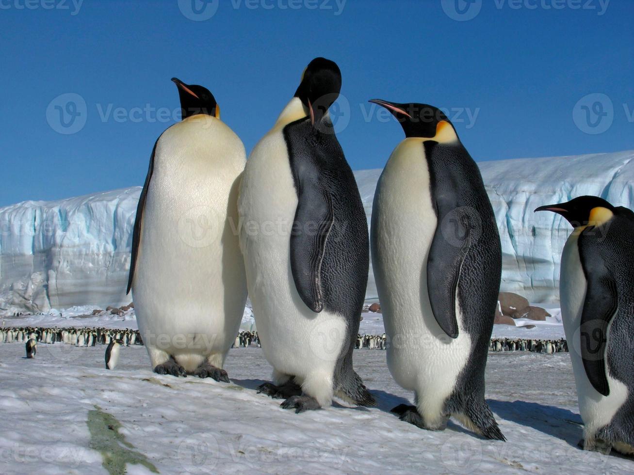 keizerspinguïns in het ijs van antarctica foto