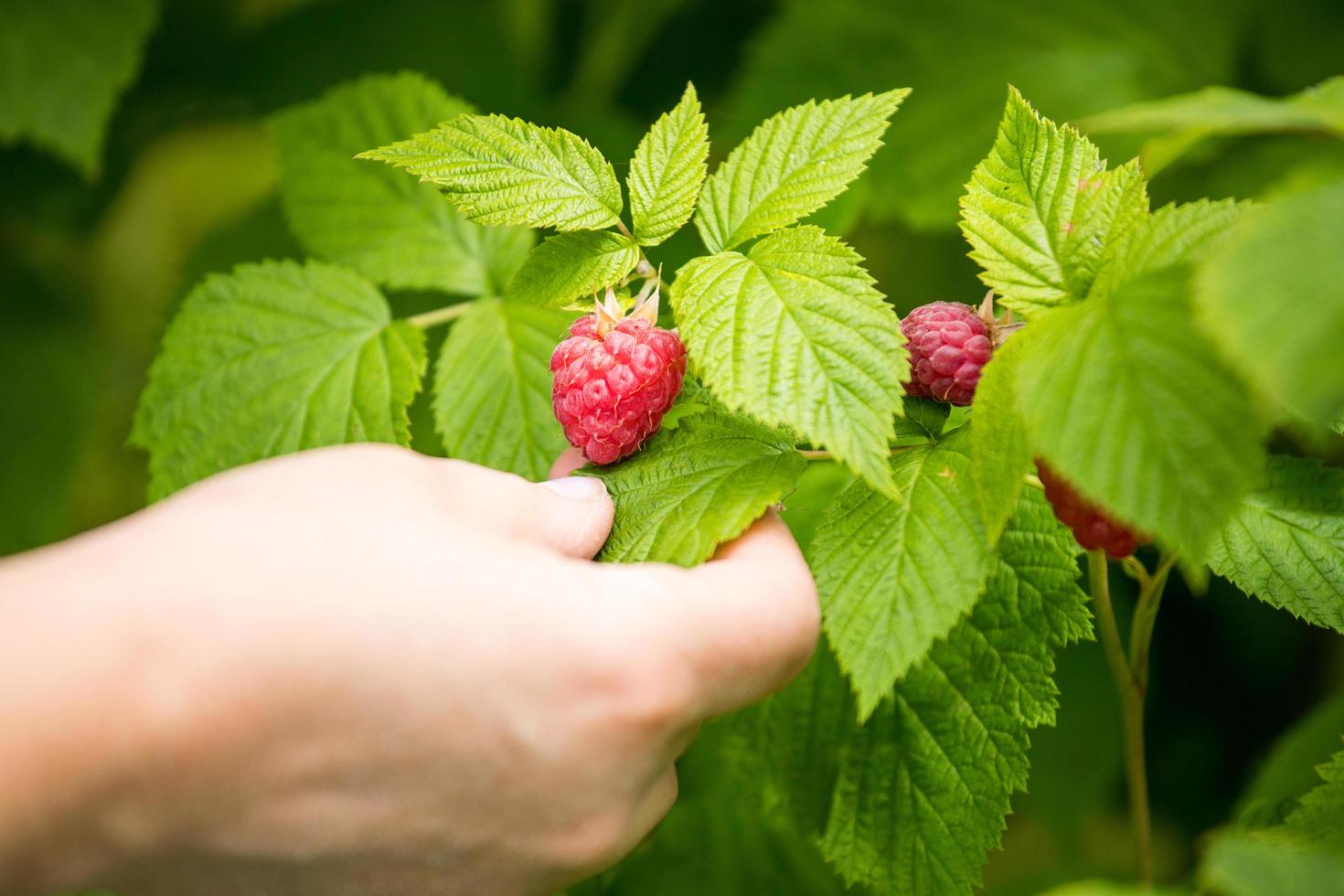 frambozenstruik. een hand met een vrucht in de tuin. foto