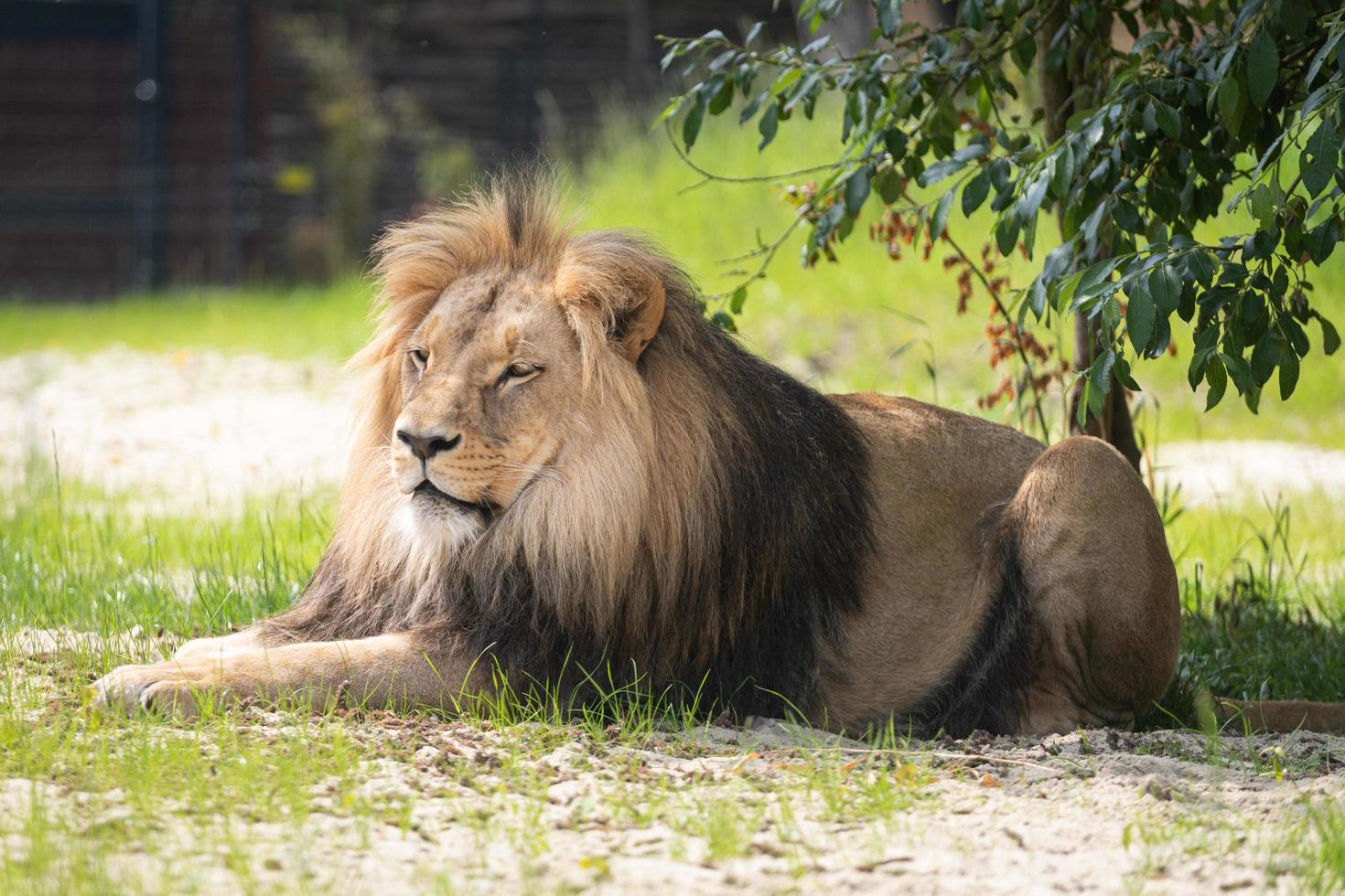 leeuw liggend in de dierentuin foto