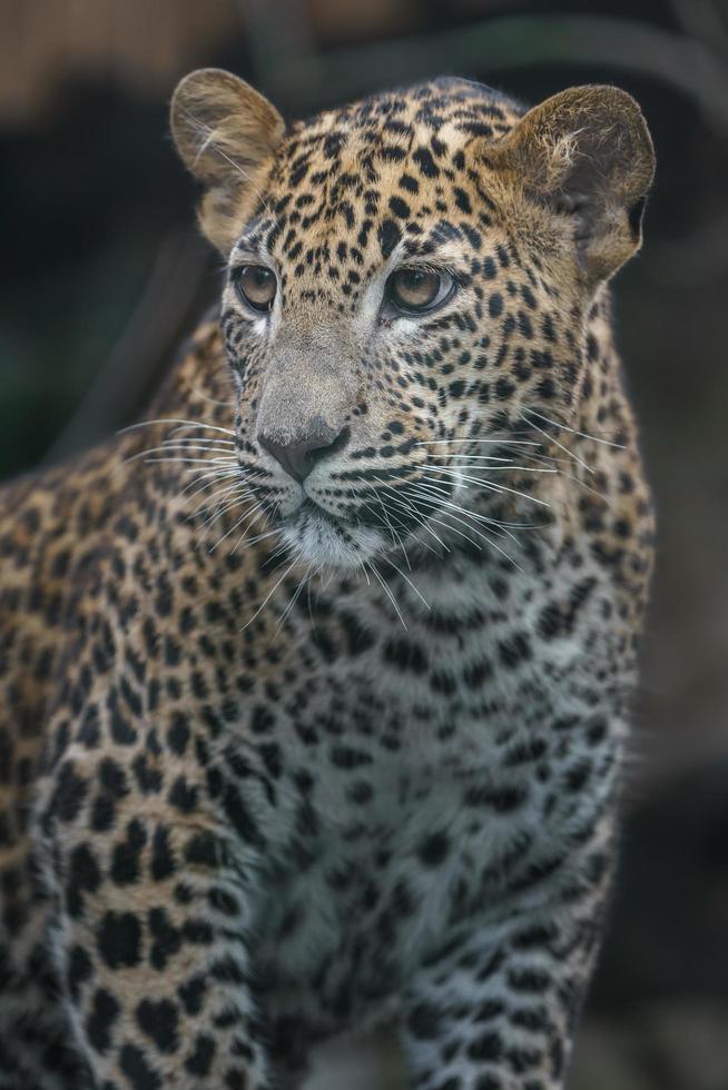 Sri Lankaanse luipaard foto