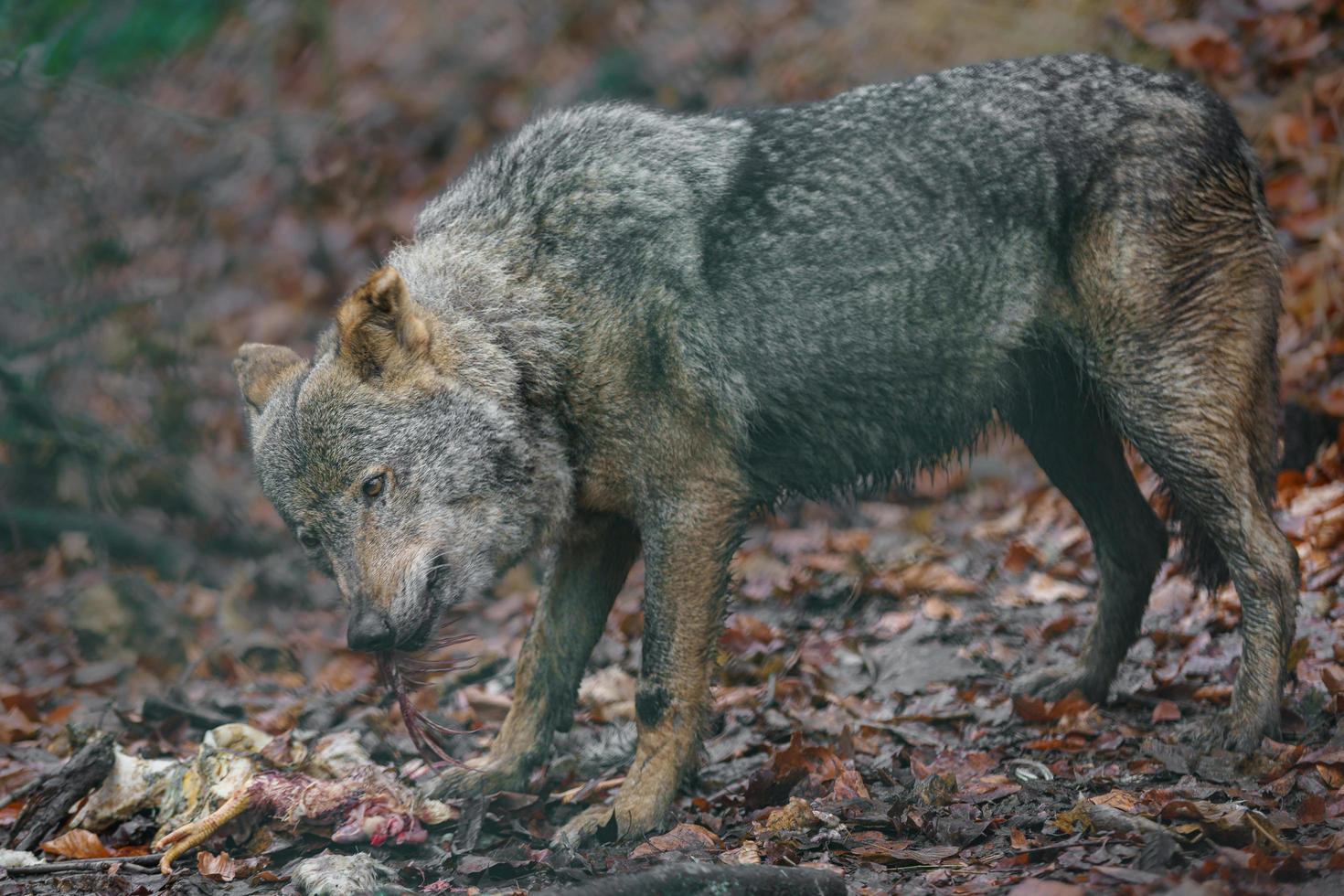 Iberische wolf die kip eet foto