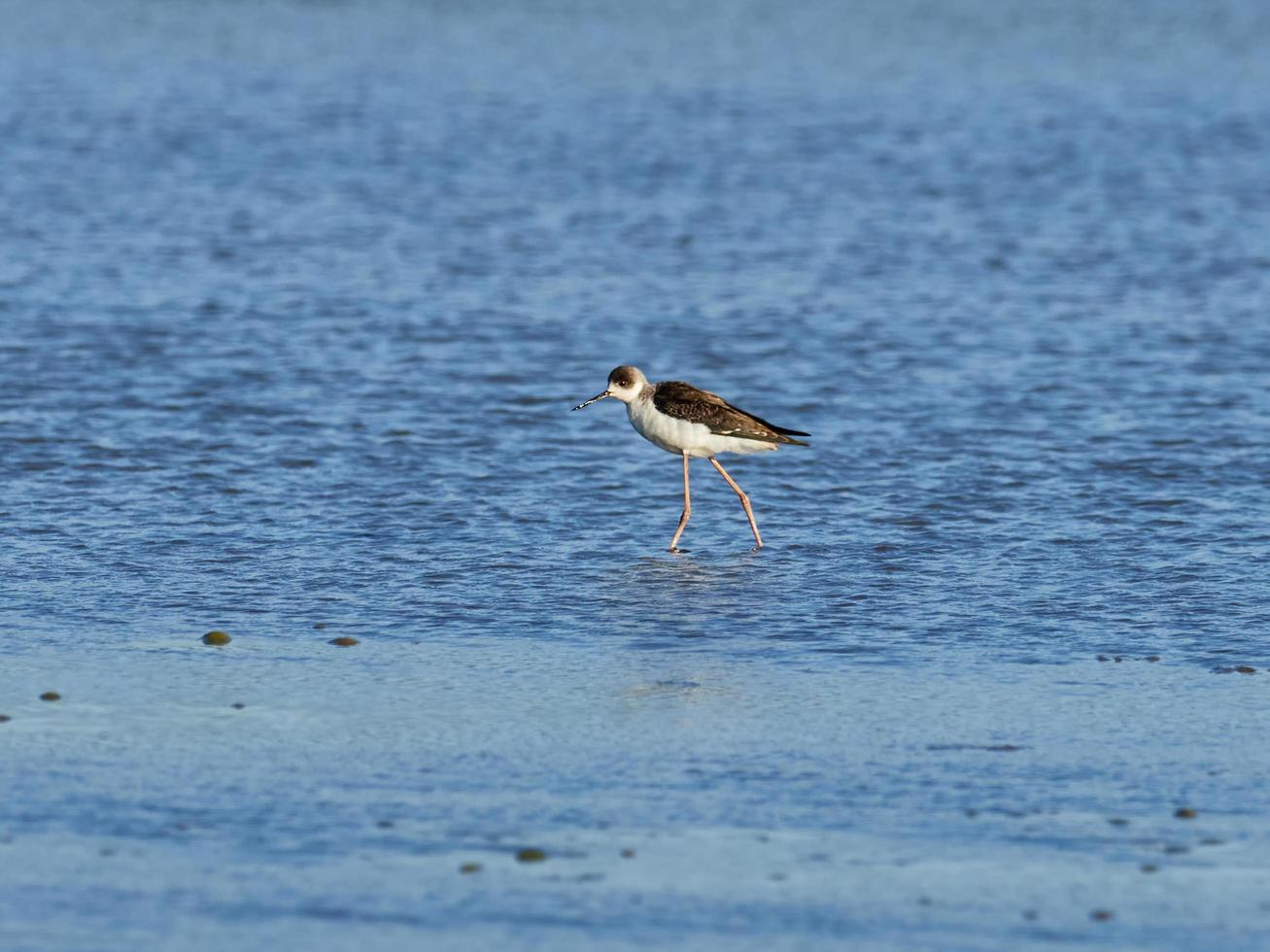 fauna in de albufera van valencia, spanje foto