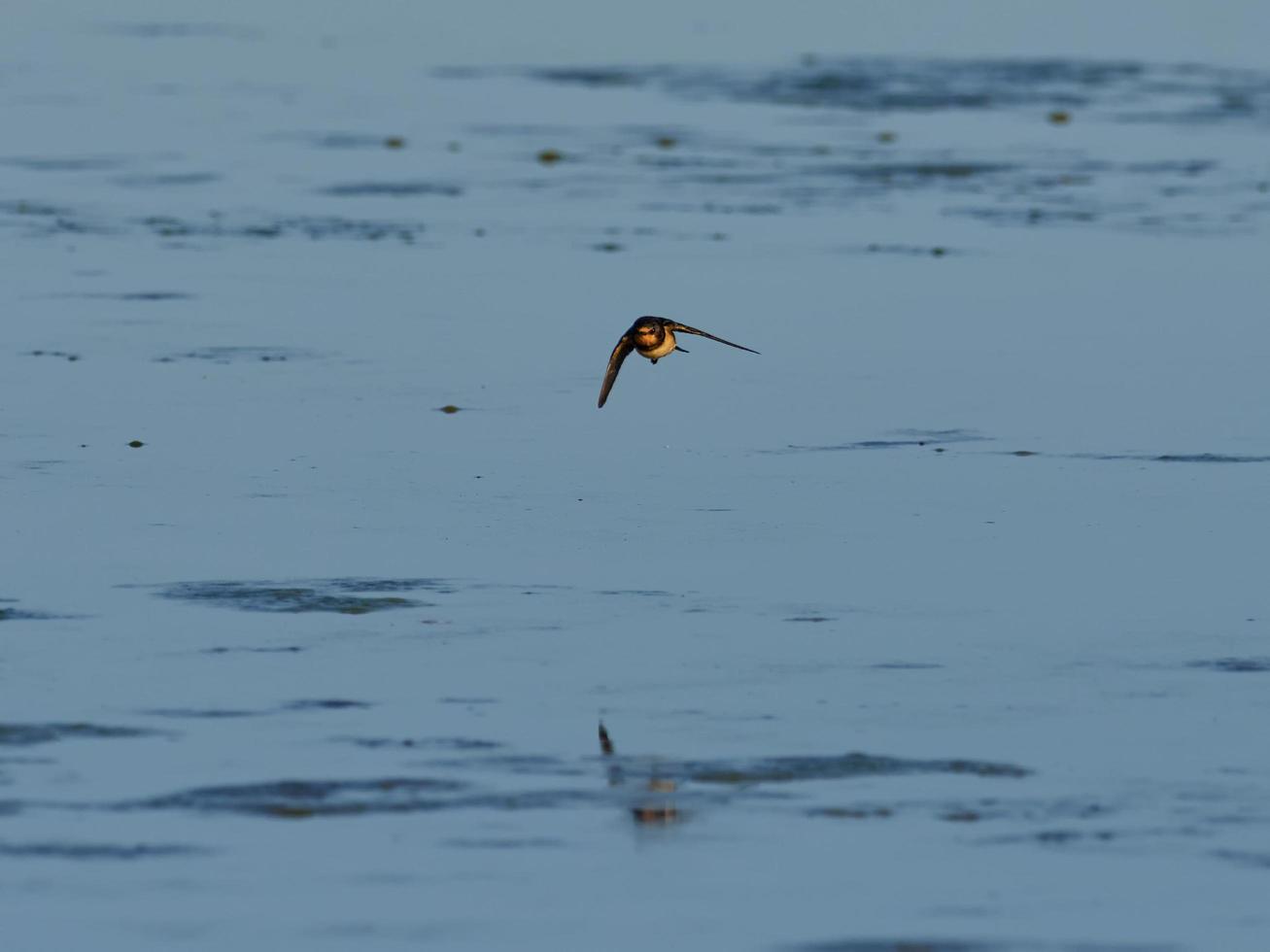 fauna in de albufera van valencia, spanje foto