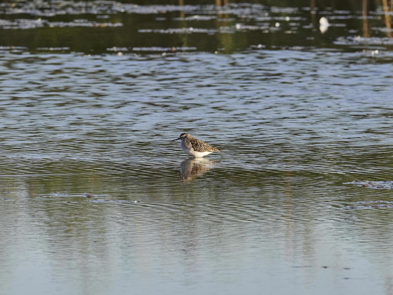 fauna in de albufera van valencia, spanje foto