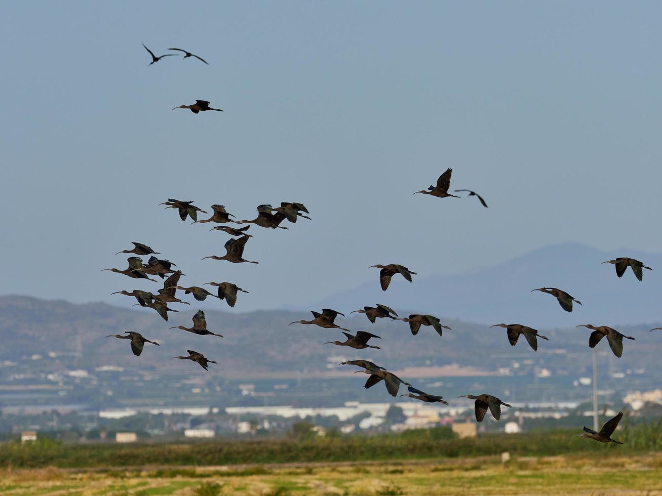 fauna in de albufera van valencia, spanje foto