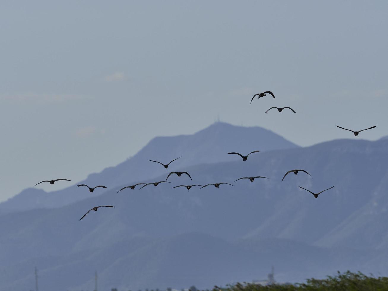 fauna in de albufera van valencia, spanje foto