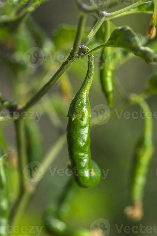 groene biologische chili peper op jonge plant op boerderij veld, oogst concept. foto