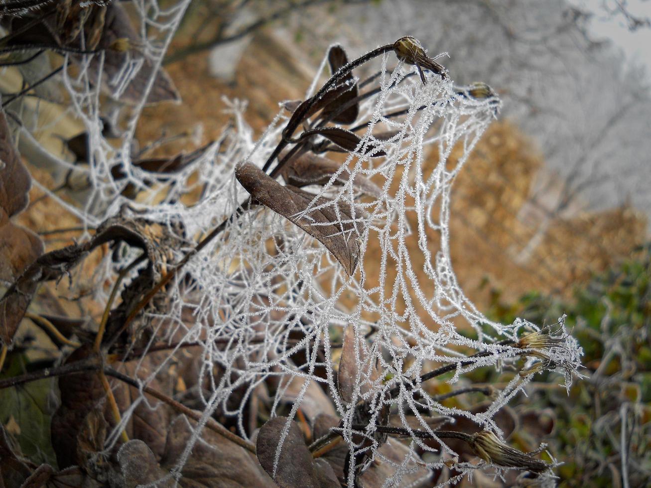 bevroren spinnenweb foto