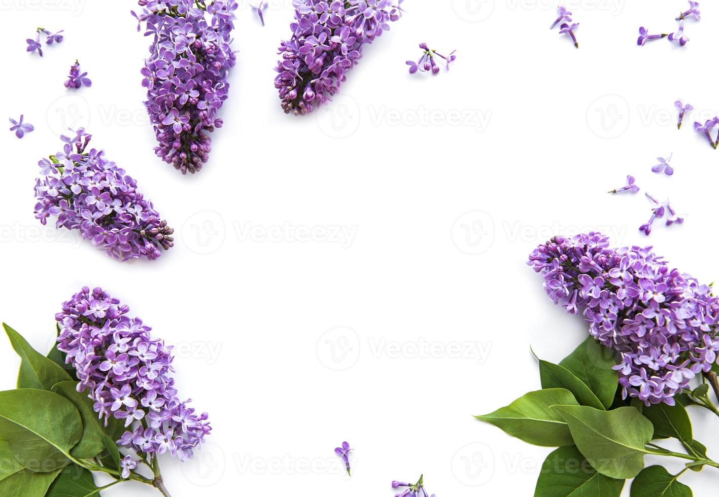 lila bloemen op een witte achtergrond foto