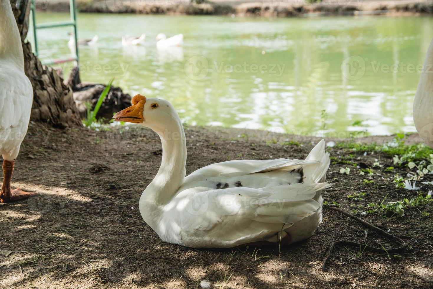 grappige kwakende eenden op de boerderij foto