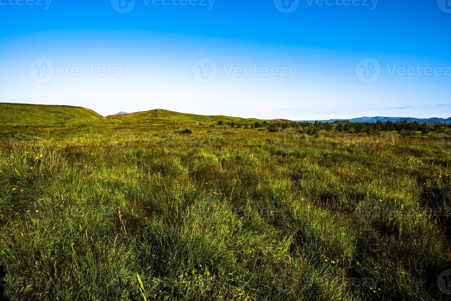 2021 08 15 myvatn met gras begroeide vlakten foto