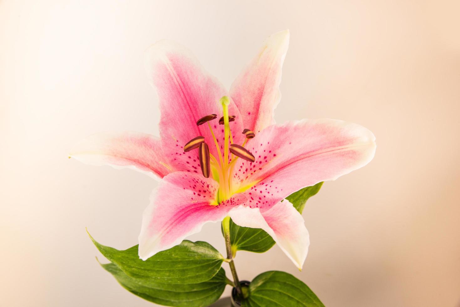 bloemlelie op een witte achtergrond met kopie ruimte voor uw bericht foto