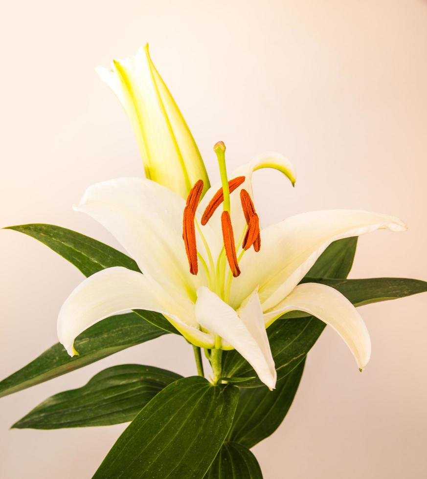 bloemlelie op een witte achtergrond met kopie ruimte voor uw bericht foto
