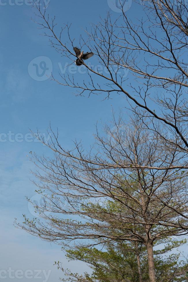 de bomen en takken zijn tegen de blauwe lucht foto